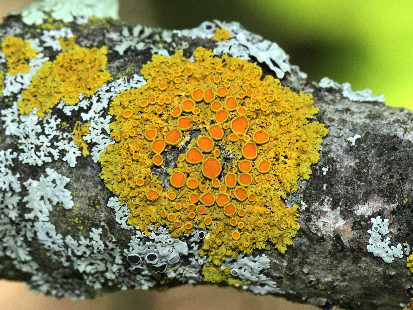 Shampoo For Fungus Outlet Website Save 65 Jlcatj gob mx