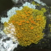 Poplar Sunburst Lichen - Photo (c) Andrew Khitsun, some rights reserved (CC BY-NC), uploaded by Andrew Khitsun