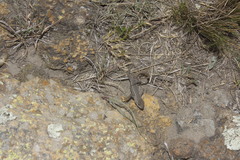 Sceloporus megalepidurus