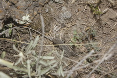 Sceloporus megalepidurus