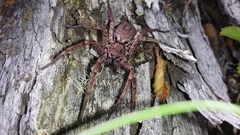 Tomopisthes horrendus
