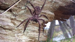 Tomopisthes horrendus