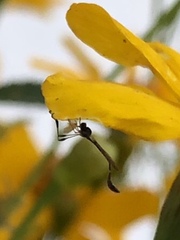 Leptopteromyia americana