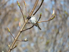Spizella passerina passerina
