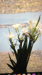 Hymenocallis liriosme