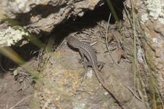 Sceloporus megalepidurus