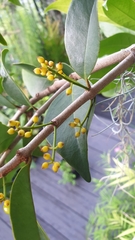 Macrosolen cochinchinensis