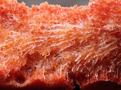 Clathria