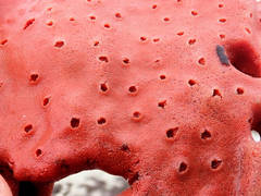 Clathria