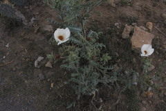 Argemone platyceras