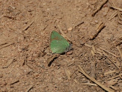 Callophrys affinis homoperplexa