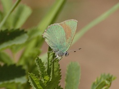 Callophrys affinis homoperplexa