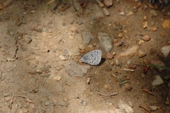 Celastrina echo sidara