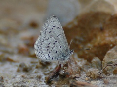 Celastrina echo sidara