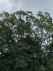 Robinia pseudoacacia