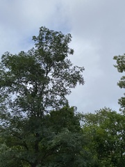 Robinia pseudoacacia