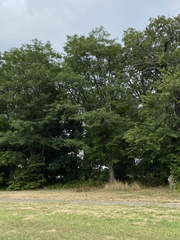 Robinia pseudoacacia