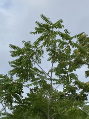 Ailanthus altissima
