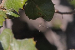 Leptopteromyia americana