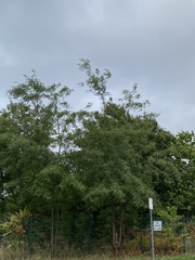 Robinia pseudoacacia