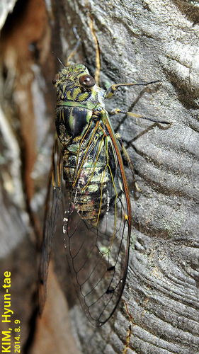 Priest Cicada photo 5