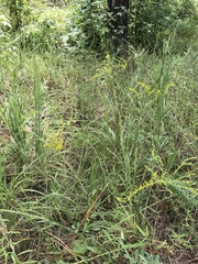 Solidago tortifolia