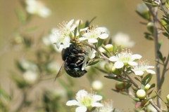 Xylocopa aerata