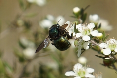 Xylocopa aerata
