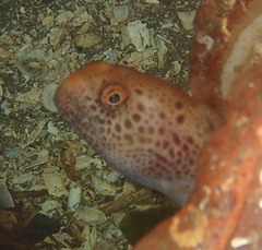 Anarrhichthys ocellatus