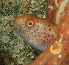 Anarrhichthys ocellatus