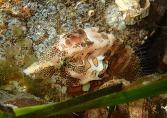 Rhamphocottus richardsonii