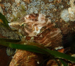 Rhamphocottus richardsonii
