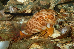 Rhamphocottus richardsonii