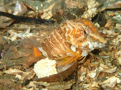 Rhamphocottus richardsonii