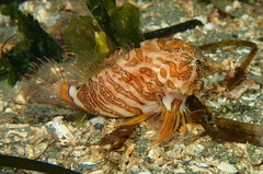 Rhamphocottus richardsonii