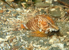 Rhamphocottus richardsonii