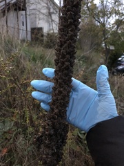 Verbascum thapsus