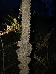 Verbascum thapsus