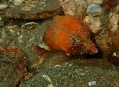 Rhamphocottus richardsonii