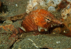 Rhamphocottus richardsonii