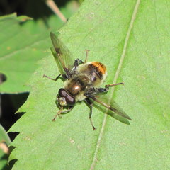Sericomyia flagrans