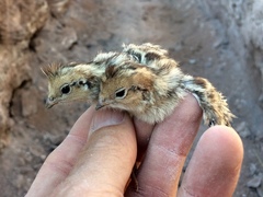 Scaled Quail photo 4