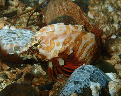 Rhamphocottus richardsonii