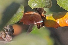 Leptopteromyia americana