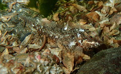 Artedius harringtoni