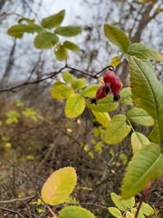 Rosa
