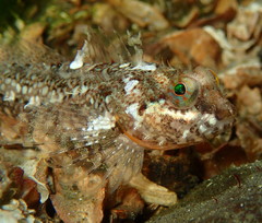 Artedius harringtoni