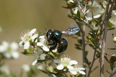 Xylocopa aerata