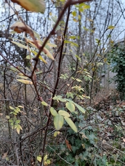 Rosa