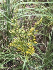 Solidago tortifolia